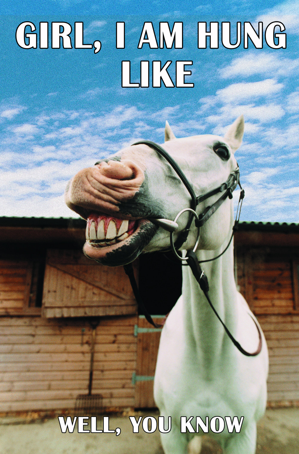 10 Pick-Up Lines Only A Horse Can Use