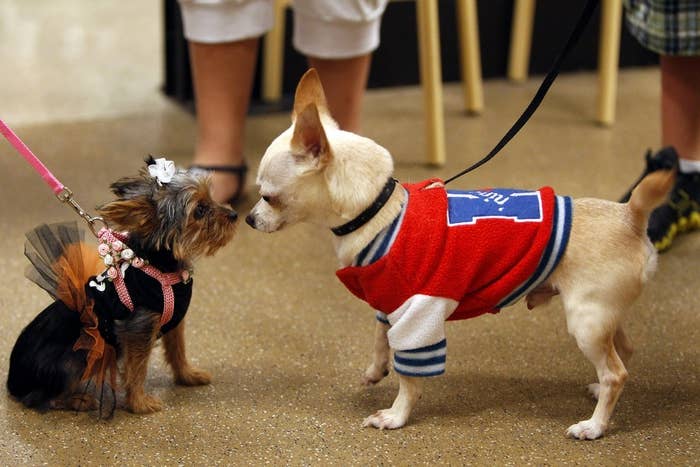 A PetSmart store in Ft. Wort, Texas.