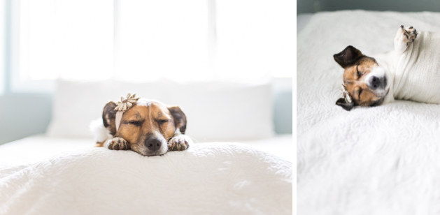 A Baby Photographer Did A Cliché Newborn Photo Shoot Starring A Dog And