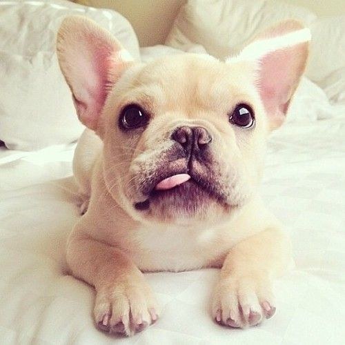 23 Reasons Why You Need A French Bulldog Absolutely Immediately