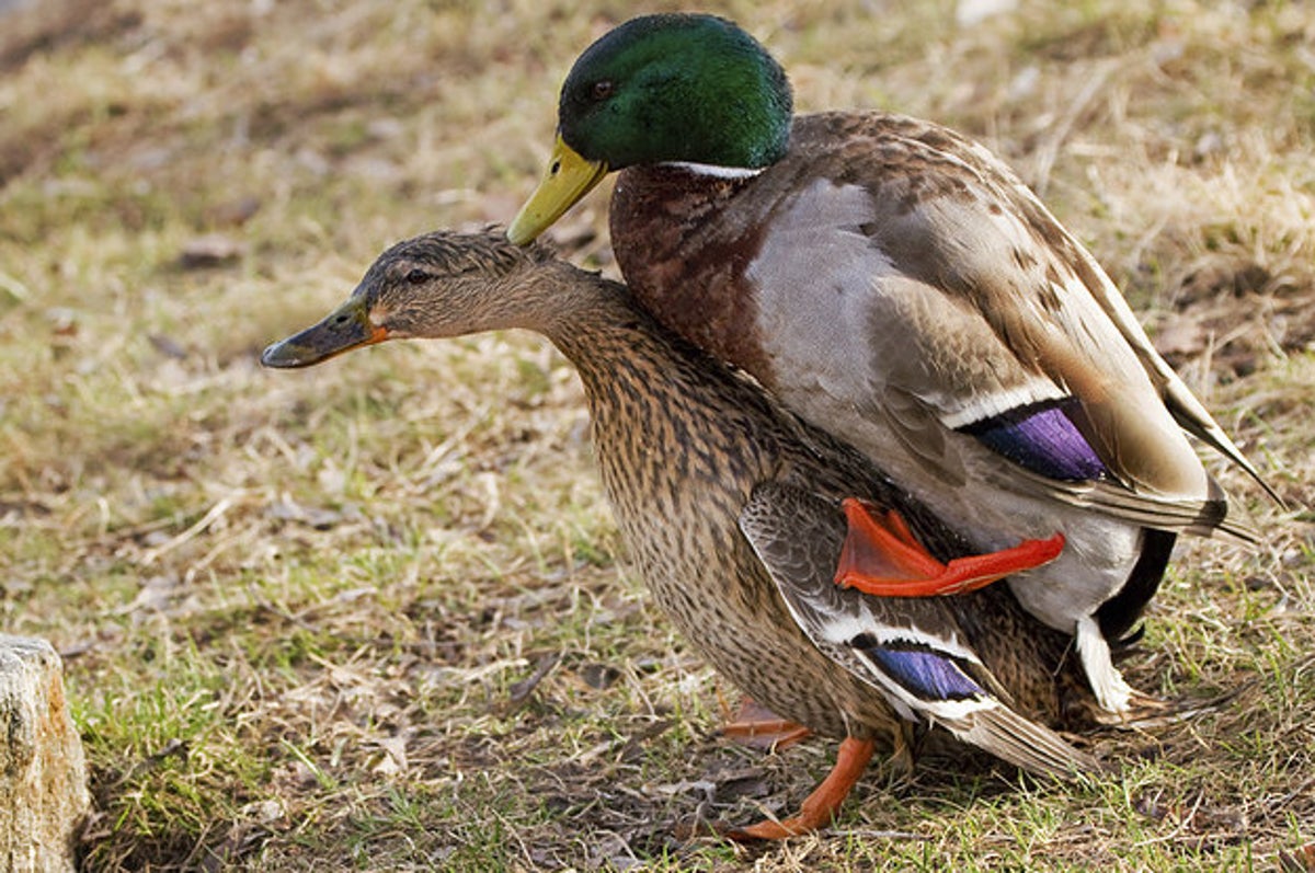 This Is How Ducks Have Sex And It's Pretty Incredible
