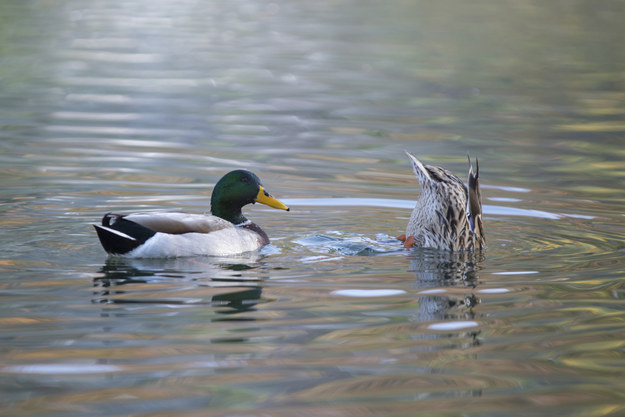 This Is How Ducks Have Sex And Its Pretty Incredible