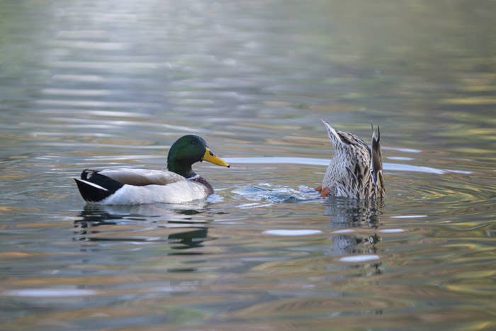 This Is How Ducks Have Sex And It S Pretty Incredible