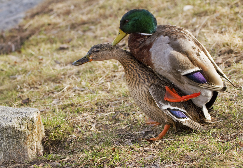 This Is How Ducks Have Sex And Its Pretty Incredible
