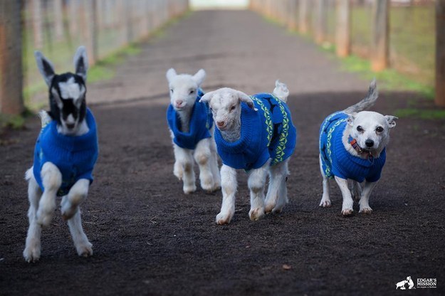 OK, one is a lamb. And another might be a dog. But they're ALL cute and cozy!
