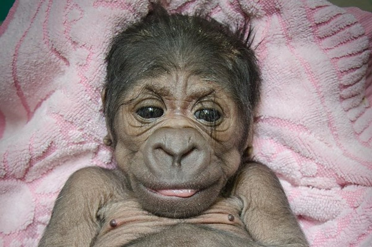 Voila A Quoi Ressemble Un Bebe Gorille