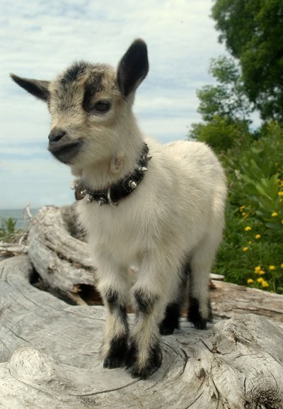 The 15 Best Baby Goats According To A Goat Blogger