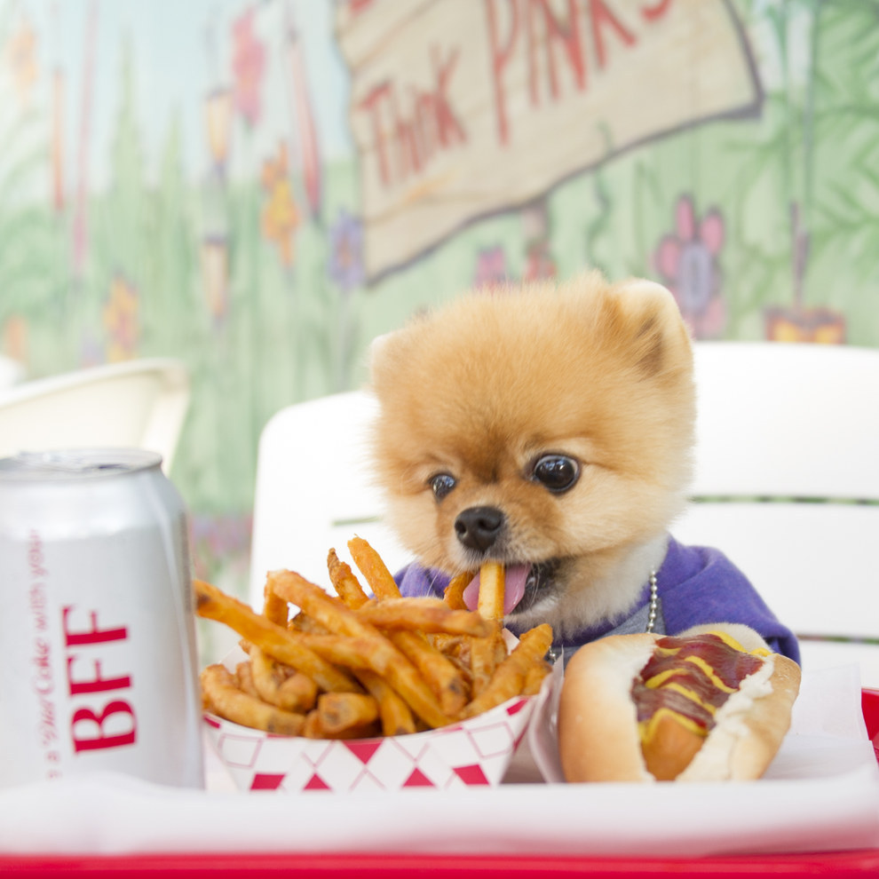 Jiffpom orders breed for