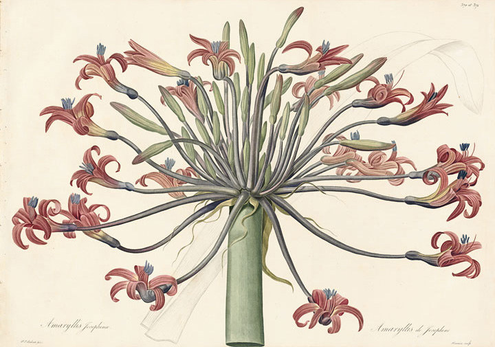 First on the list is a book about... lilies? Actually, this is probably the greatest book about flowers ever published. Redouté is considered history's greatest botanical illustrator, and "Les Liliacées"—the lilies—is his masterpiece. It was published in 16 volumes from 1802-1816. A complete set weighs over 300 pounds.Redouté was an official court artist to both Queen Marie Antoinette and Empress Josephine, Napoleon's first wife. This copy of "Les Liliacées" belonged to Josephine. When it went up for auction in 1985, it sold for $5.5 million—in less than three minutes.