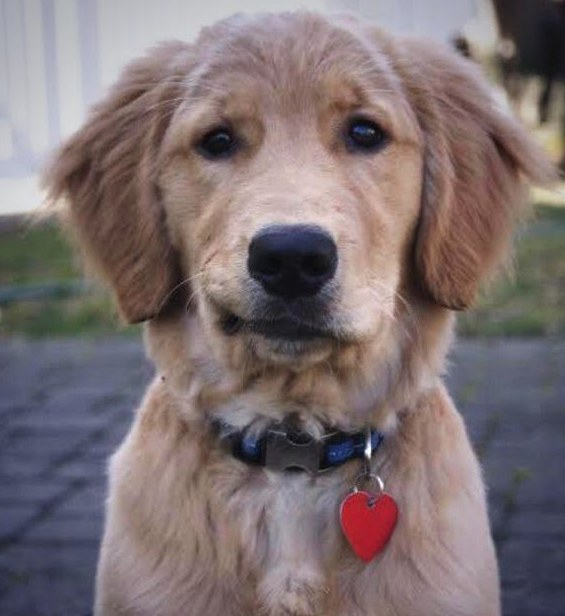 The Dog That Looks Like Harrison Ford... Just Being Harrison Ford