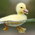 quack-o-quackien's avatar