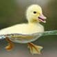 quack-o-quackien profile picture