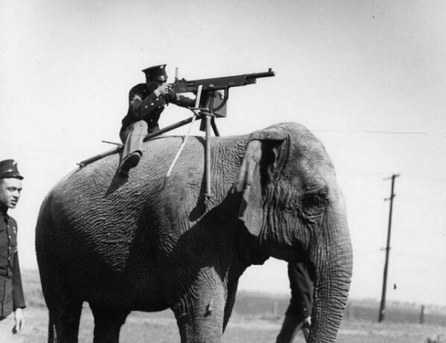 As we said, people, World War I ruined what was otherwise the best year ever. However, WWI did see the invention of the elephant mounted machine gun. So I guess it's got that going for it, right?