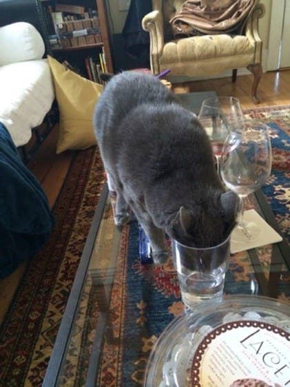 "Fuck you I will drink all your water oh shit my face is stuck"