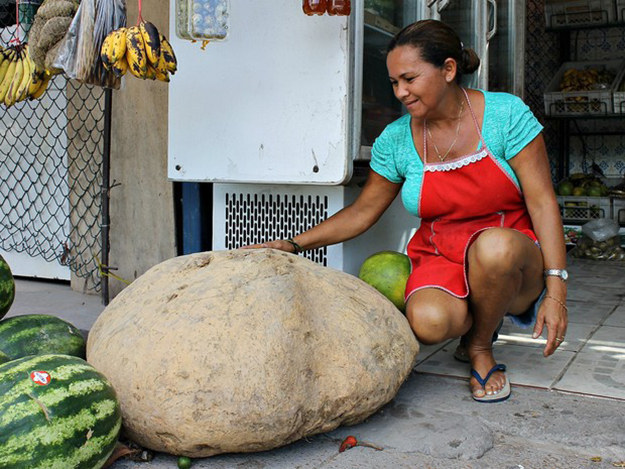 Encontrada por uma agricultora na zona rural de Manaus.