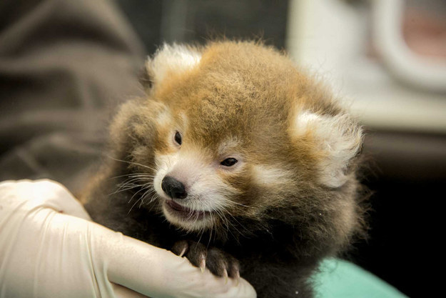 15 Ridiculously Cute Photos Of A Hand-Reared Baby Red Panda