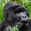 gorillasafaris