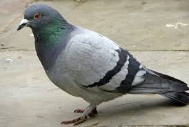 A man shouting at pigeons outside Westminster Abbey: "GET AWAY, YOU'RE SHIFTY"