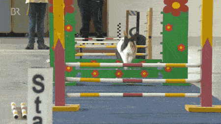 Pay close attention to the impeccable form and agility. Note the perfect execution of the "resting chin" victory pose. Excellent showmanship.