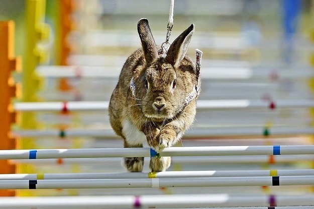 How high can rabbits jump?