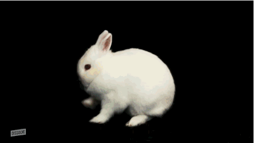Hint: Down the rabbit hole.