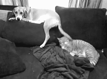 24 Preuves Que Les Animaux Sont De Vrais Enfoires 24 Preuves Que Les Animaux Sont De Vrais Enfoires