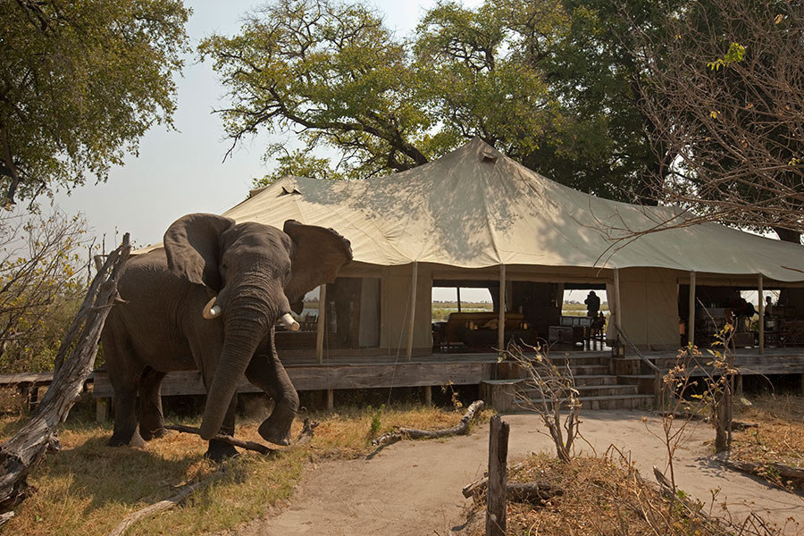 With its rugged landscapes, lush wilderness, and colorful wildlife, African safaris are perfect for those seeking adventure. What better way to immerse yourself in the experience than by sleeping with the local wildlife?
