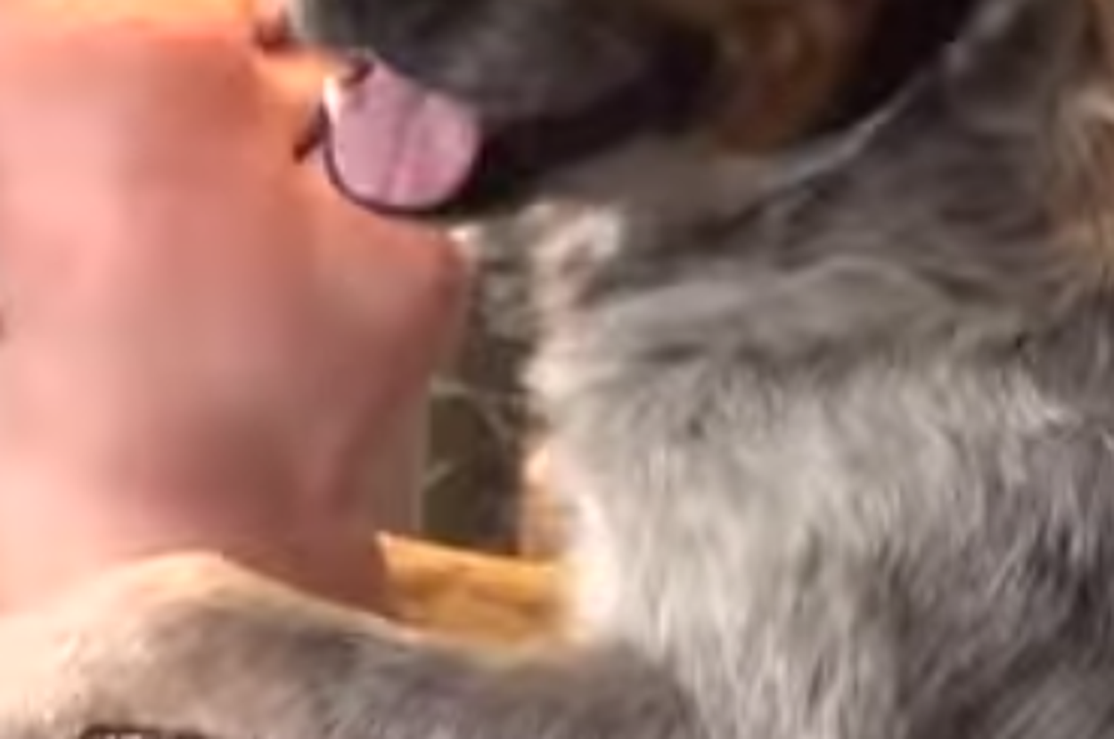 Dog Abandoned For Almost A Year Finally Gets A Loving New Home