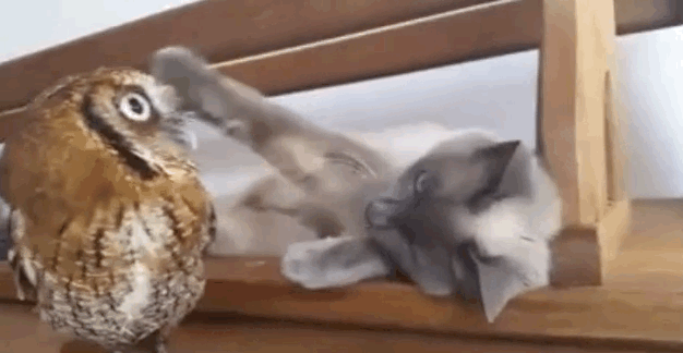 Yes that is a gif of a cat stroking an owl.