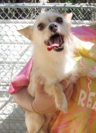 Party with Jasper at Pets Without Partners in Redding, CA