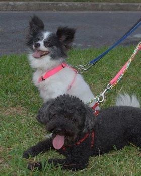 Find this pair (Sugar and Wizard) at Animal Rescue New Orleans in NOLA