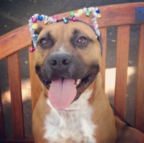Meet this trickster at Hawaiian Humane Society in Honolulu, HI
