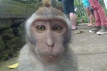 funny monkey compilation