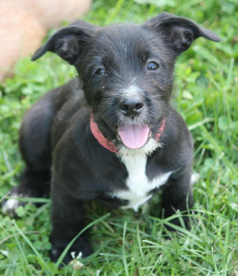 Hang with Stella at ARF of Mercer in Ewing, NJ