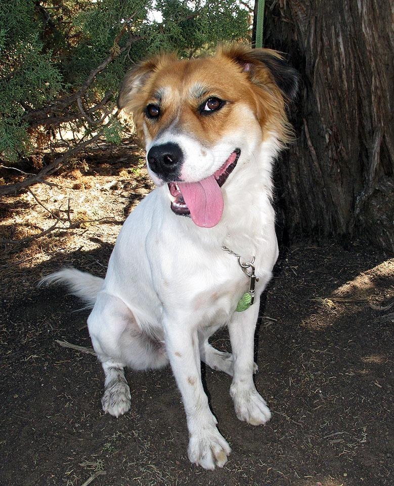 Find your soulmate at BrightSide Animal Shelter in Redmond, OR