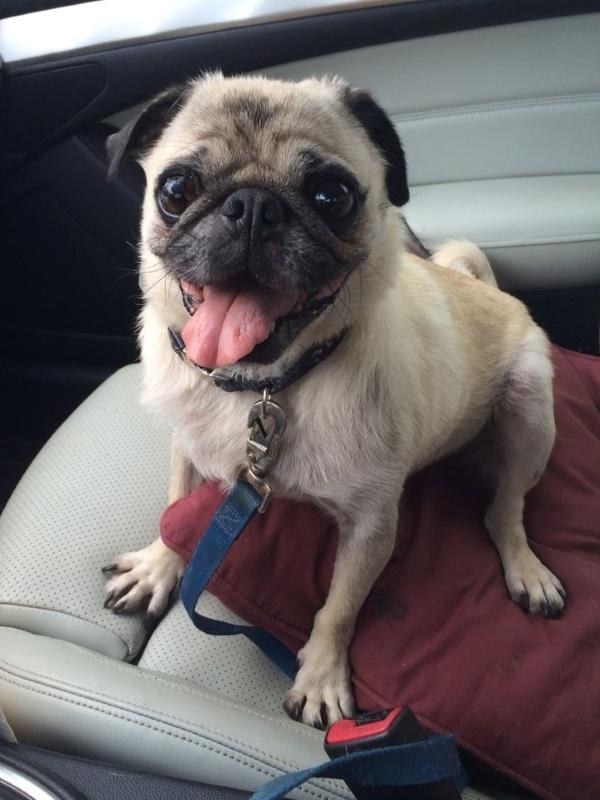 Ladies, eat your heart out at Green Mountain Pug Rescue in Mendon, VT