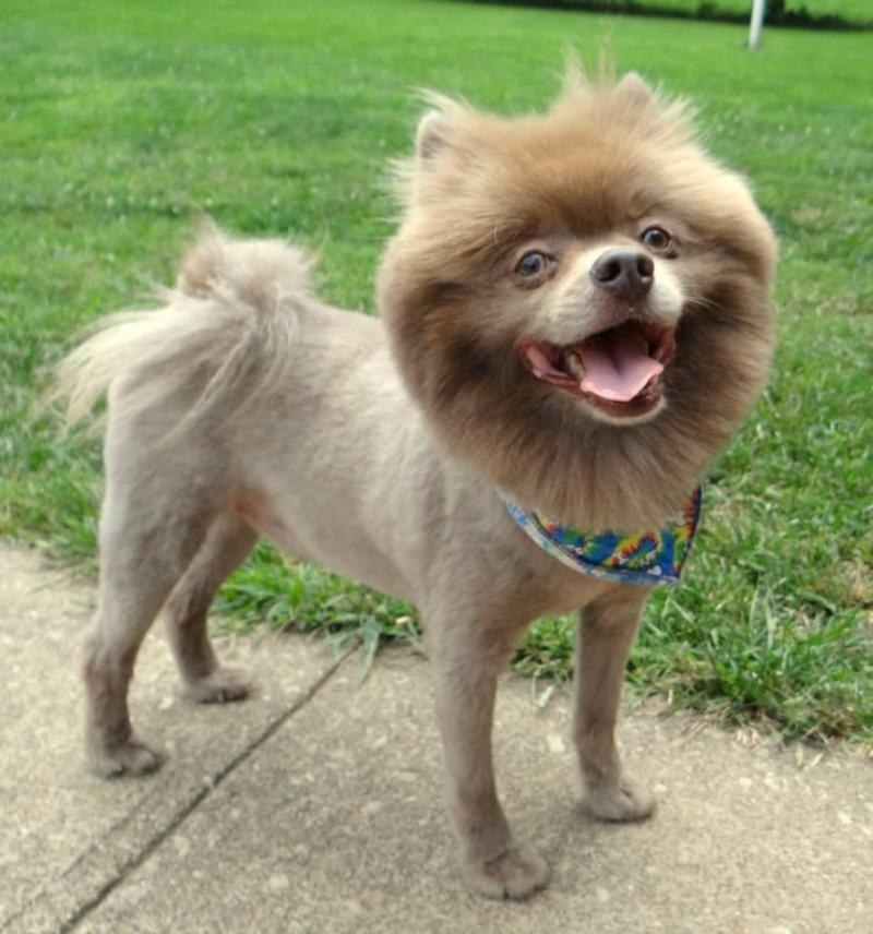 Find this fashionista at Pet Helpers in Fairmont, WV