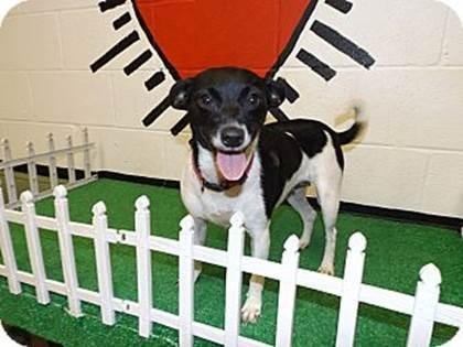 Available through Passion for Pets Rescue in Bath, ME