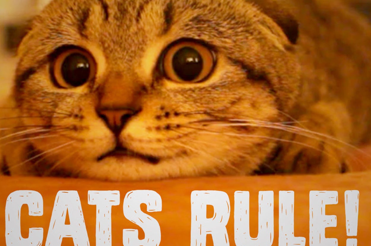 5 Reasons Why Cat People Rule So Hard