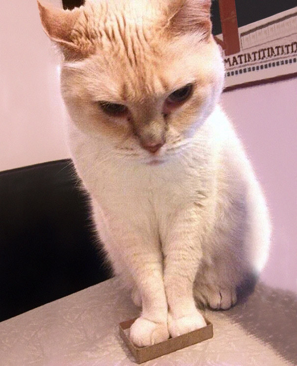 It should be kitty, I don't think the attempt was really worth it.
