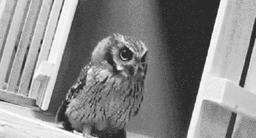 We've often wondered how owls could deliver mail, especially in cases like Sirius Black's where the recipient had no address. Turns out, owls, with their “innate bent for magic” can sense the “mystical association between the name and the user who bears it.” Gotta love owls :)