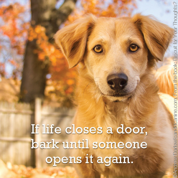 Woof.