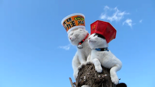 It’s simple: Make a hat. Any hat. Not handy with a sewing machine? That’s OK, you can craft a hat out of virtually anything, including but not limited to: newspapers, balloons, and cats.