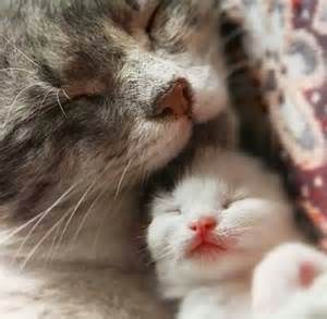 OH NO I THINK I AM GETTING CUTENESS OVERLOAD SYNDROME