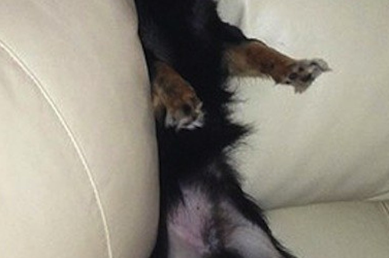 27 perros que fallaron tan rotundamente, que no puedes contener la risa