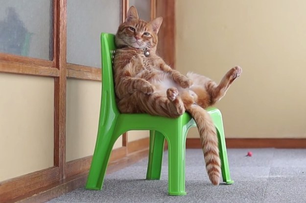 This Two Minute Video Of A Cat Just Sitting In A Chair Is Perfect