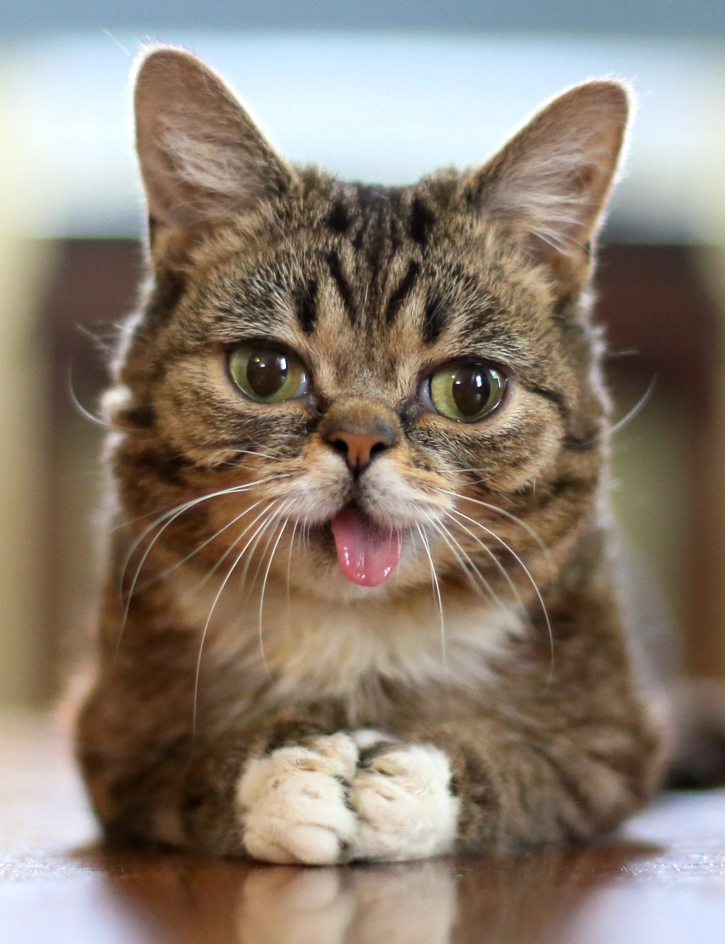 Lil Bub is the star of the documentary, "Lil Bub & Friendz." She has over one million Facebook likes, and her own show, "Lil BUB's Big Show." Bub is a "perma-kitten," a dwarf and a polydactyl cat. Her tongue always sticks out because of her short lower jaw. Bub's short legs and osteoporosis restrict her movements, but she loves to waddle. Bub proves that, BIG things come in small packages.