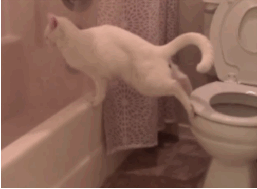This Cat Attempted To Use The Toilet And Failed Adorably