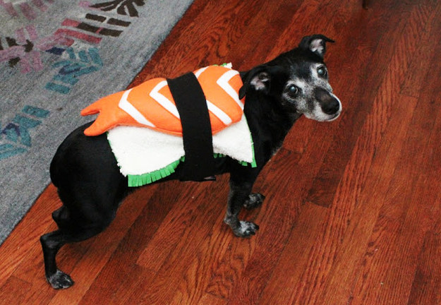 37 DIY Pet Costumes for Halloween  Pet halloween costumes, Dog halloween,  Pet costumes