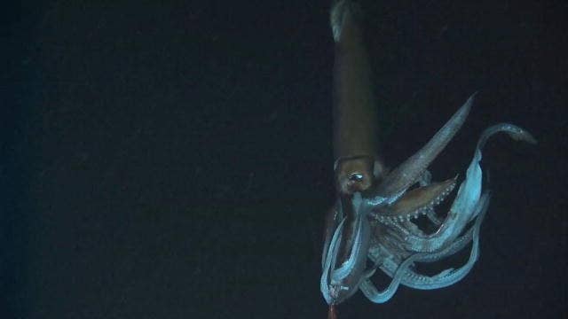 12 Criaturas Que Demuestran Que Las Profundidades Del Oceano Son El Lugar Mas Aterrador De La Tierra